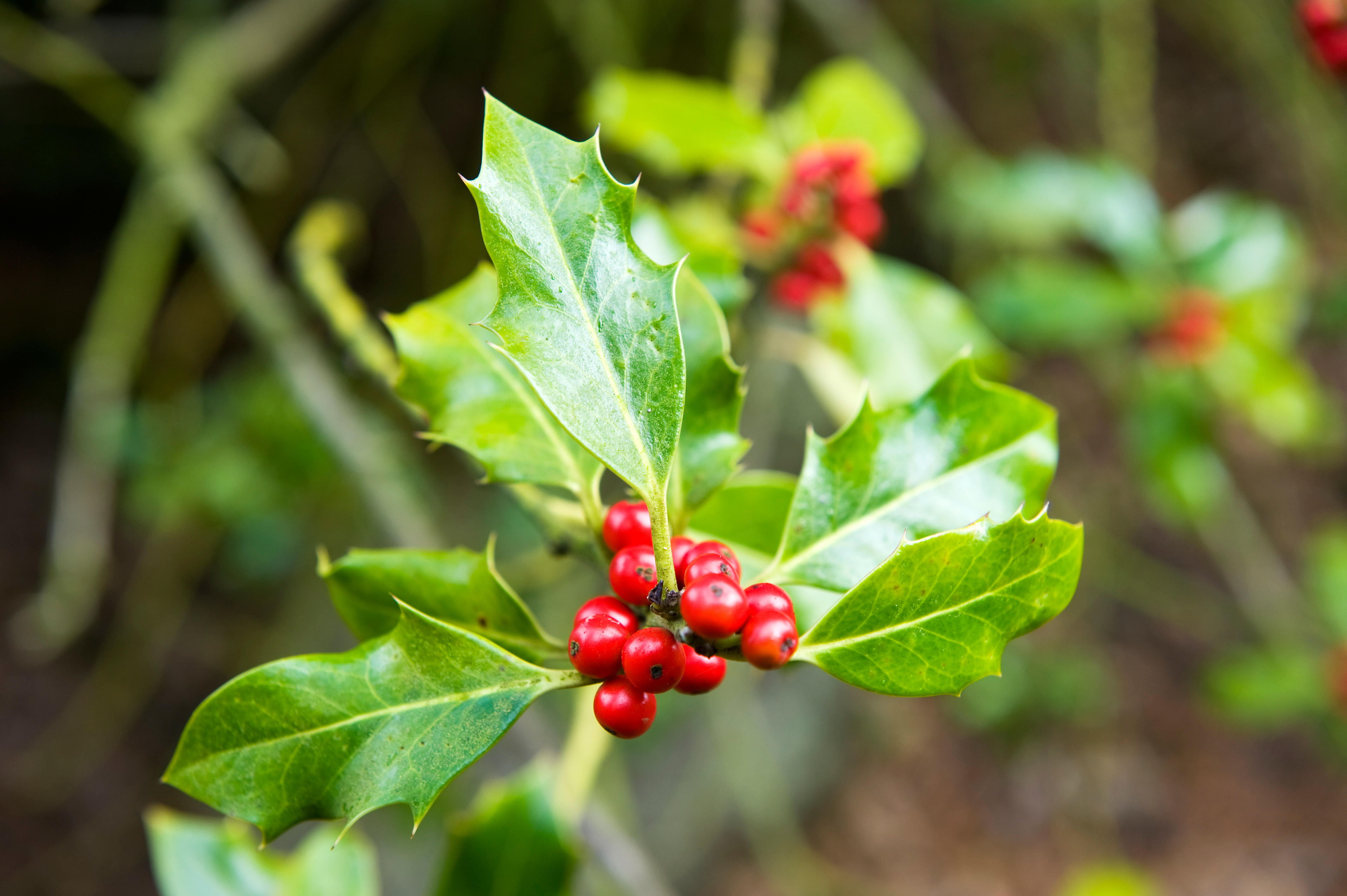 Best Low-Pollen Trees