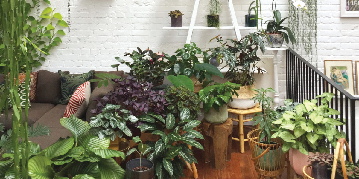 Best House Plants for Your Decorating Style