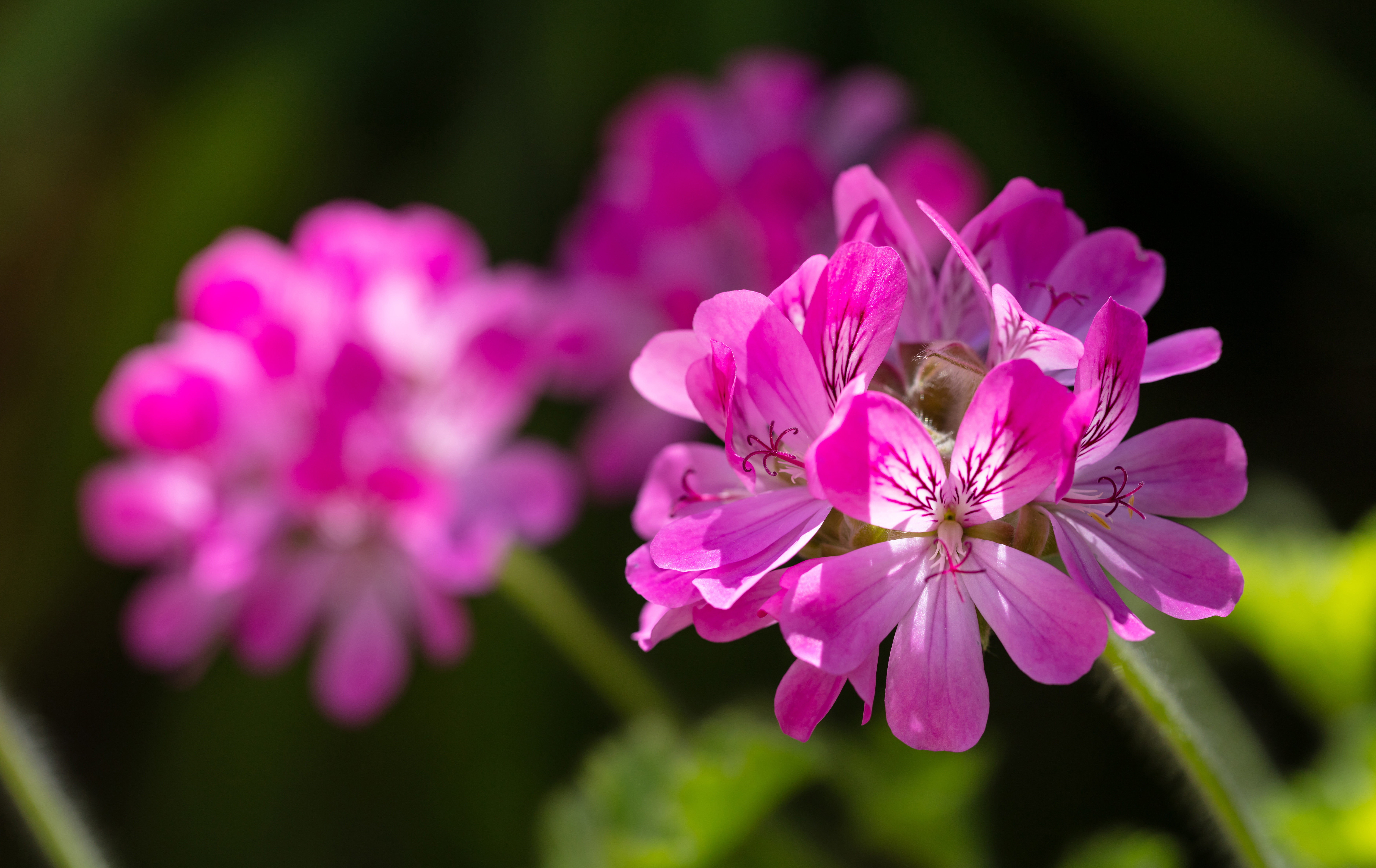 citronella-geranium