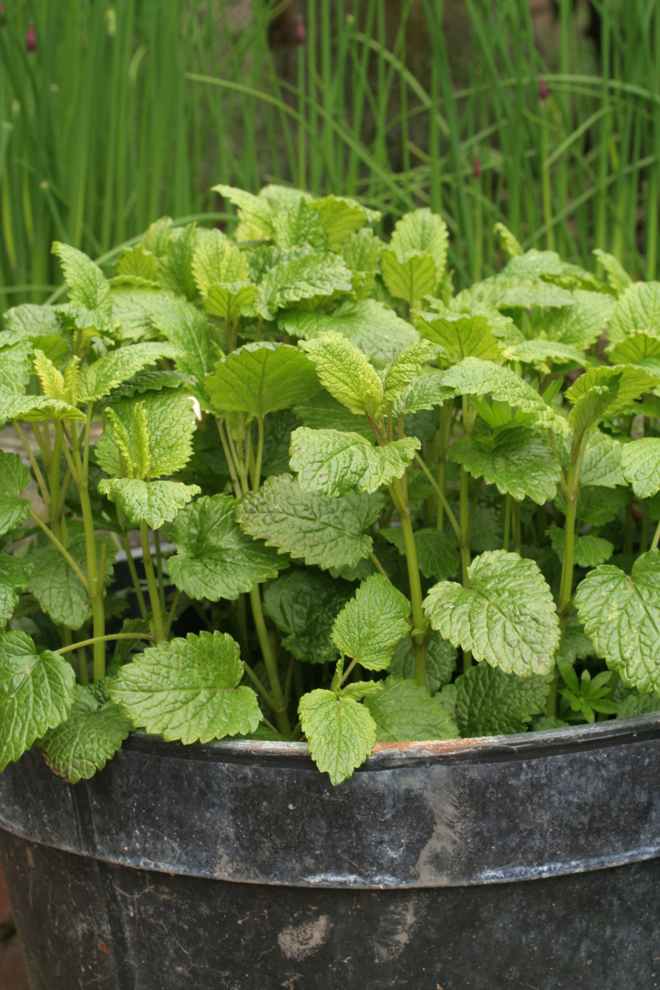 lemon-balm