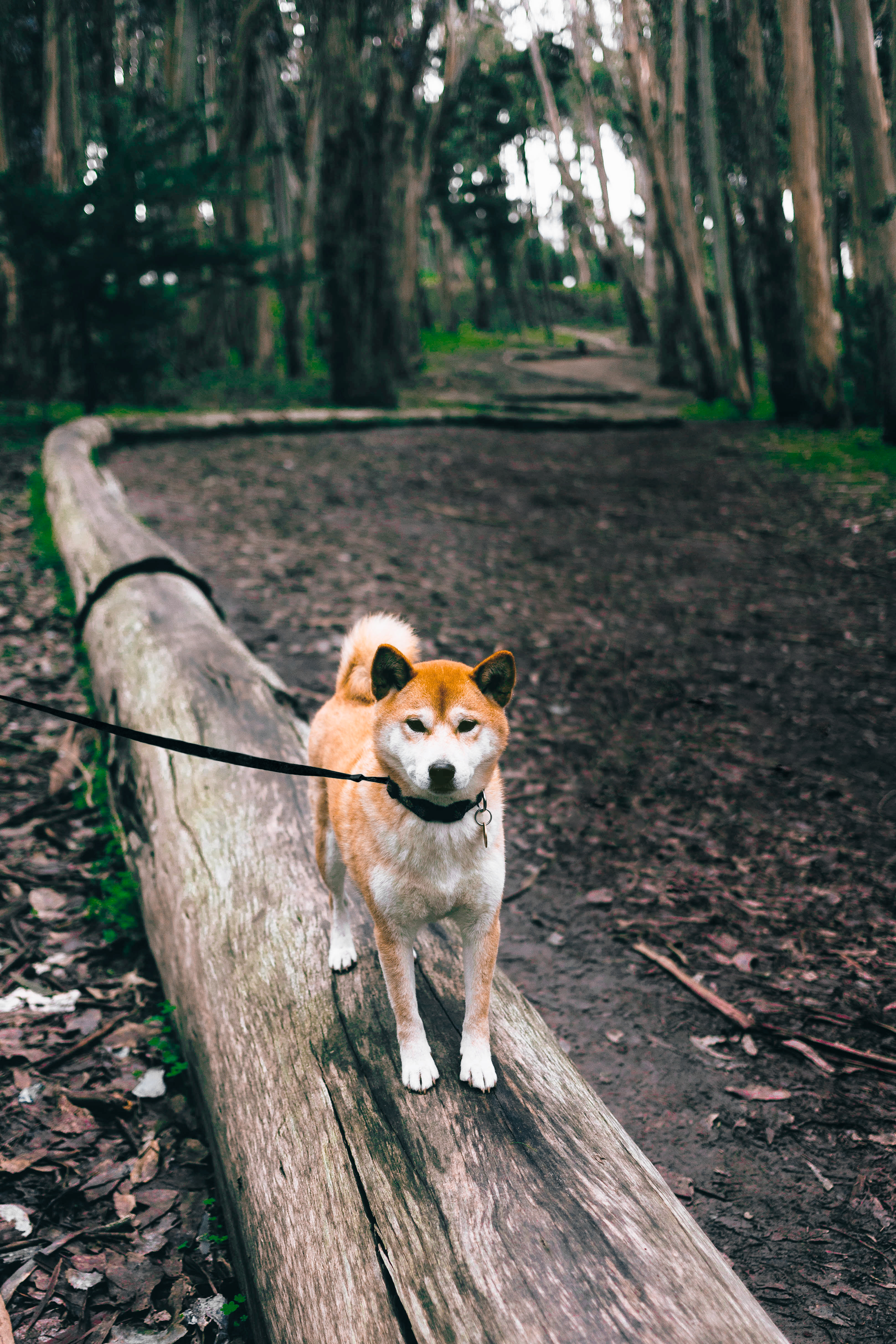 Shiba Inu in the Presidio