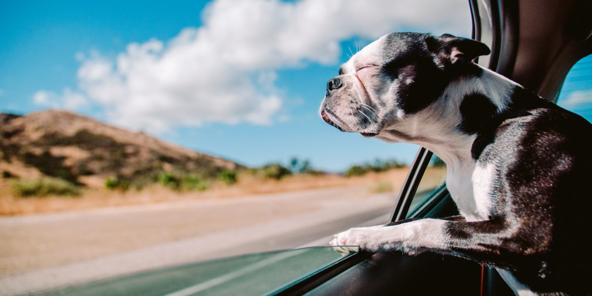 French Bulldog in Car