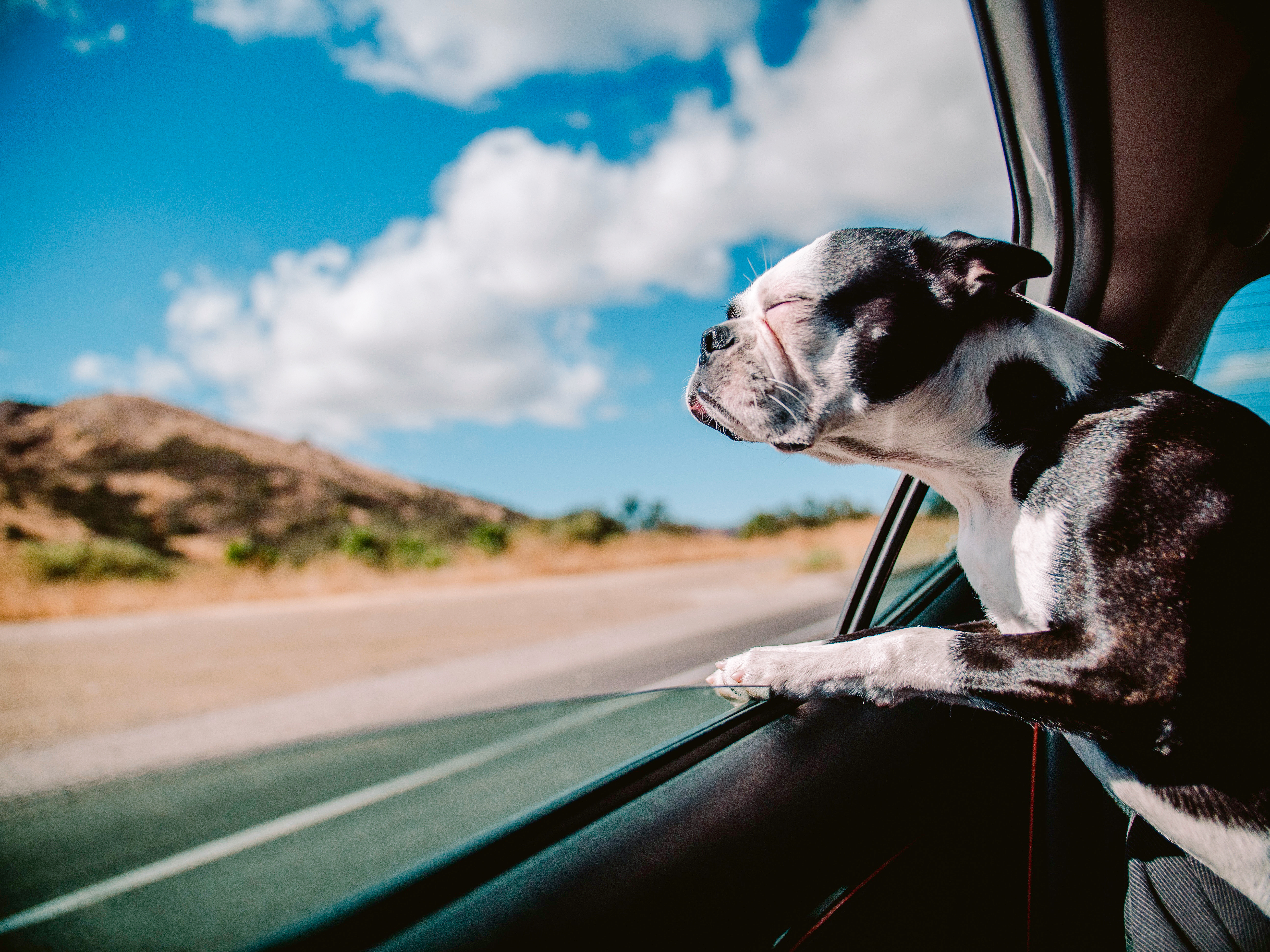 French Bulldog in Car